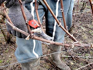 Passage de l‘examen « TAILLE DE LA VIGNE CHAMPENOISE »