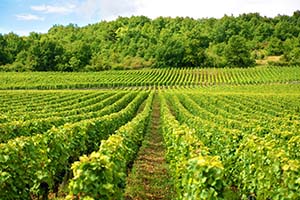 Vendanges en Champagne 