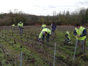 Le travail de la vigne en hiver